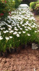 Sun Exposure Lily Flower