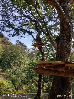 Tree Top Rope Course Setup