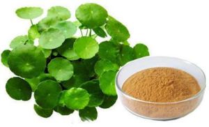 Bacopa Monnieri Extract