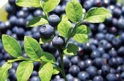 Bilberry Extract