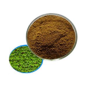 Ivy Leaf Extract