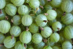 Fresh Green Currant