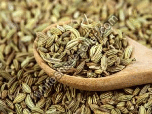 Fennel Seeds