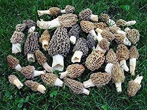 morel mushroom