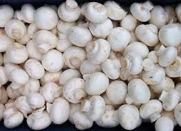 Fresh White Button Mushroom