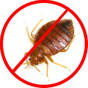 bed bug control services