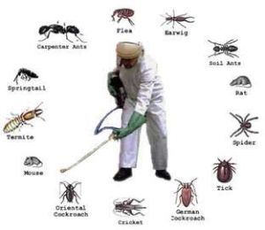 General Pest Control Services