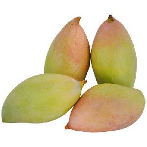 Totapuri Mango