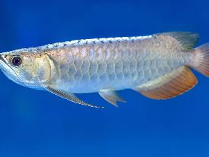 Arowana Fish