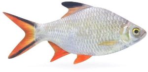 barb fish