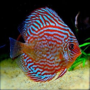 discus fish