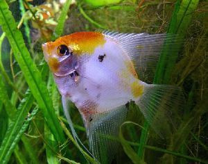 Freshwater Angelfish