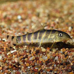 Loach Fish