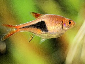 rasbora fish