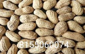 Groundnut