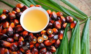 Palm Oil