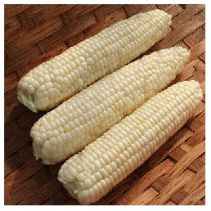 Fresh White Corn