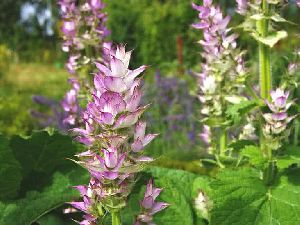 Celery sage Oil