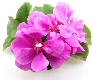 Geranium Oil