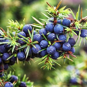 Juniper Berry Oil