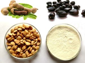 tamarind seeds powder