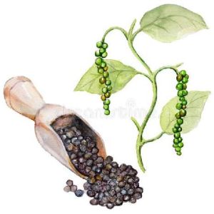 Black Pepper Seeds