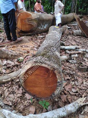 Anjili Wood