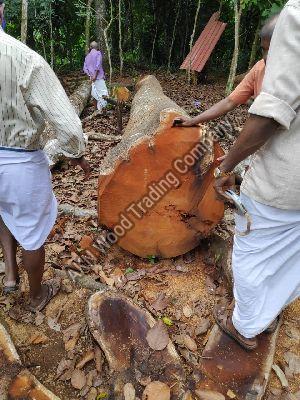 Anjili Wood