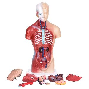 anatomy models