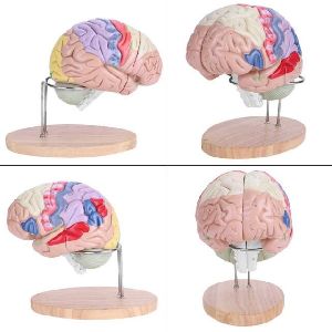 Brain Anatomy Model