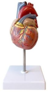 Human Heart Model