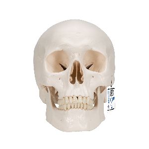 Human Skull Model