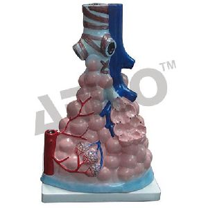 Magnified Pulmonary Alveoli Model