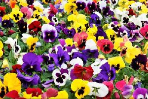 Seasonal Pansy Flower