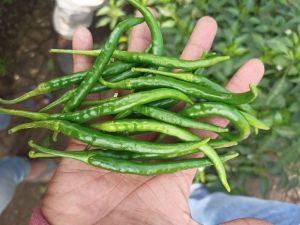 Green Chilli