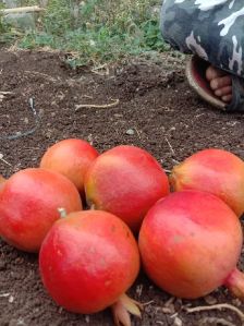 Fresh Pomegranates