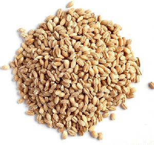 Barley