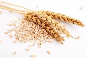 Wheat Grain