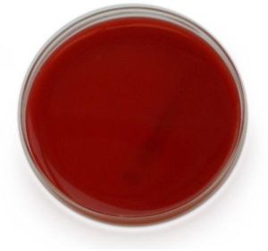 agar plate