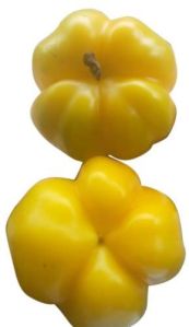 Yellow Capsicum