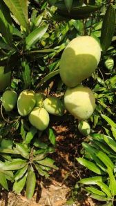 banganapalli mangoes