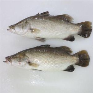 Asian Sea Bass Fish Seeds