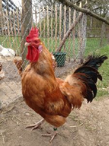 Country Chicken Chicks (1-Day)