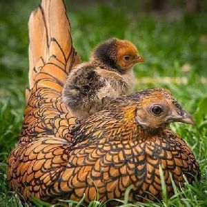 Fancy Chicken Chicks (1-Month)