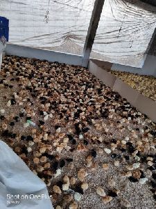 Giriraja Chicks (1-Day)