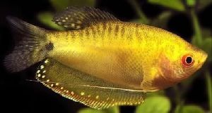 Golden Gowrami Fish Seeds