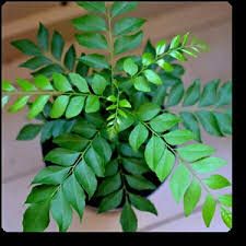 Curry Leaves