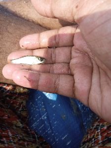 Rohu Fish