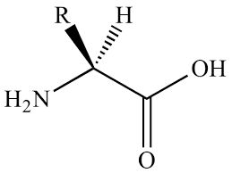 Amino Acid