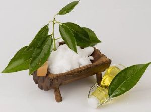 Camphor Essential Oil